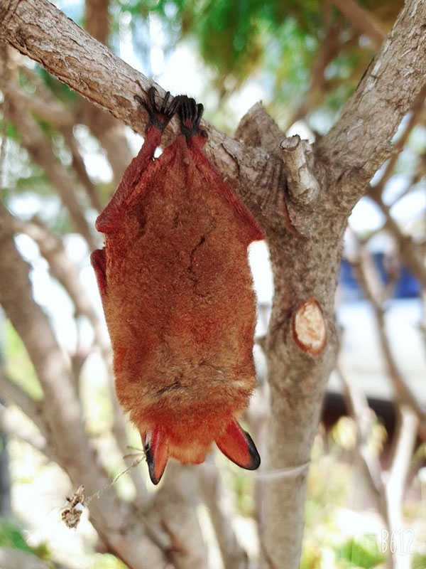 광천읍사무소를 찾은 붉은 박쥐 (사진 제공=홍성군청)