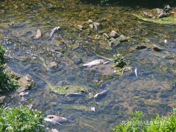 구항면에 위치한 상지천에 서식하는 물고기들이 떼죽음을 당한 모습.